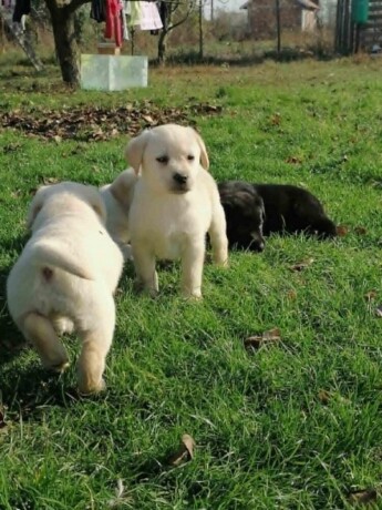 labrador-retriver-big-0