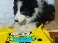 border-collie-small-4