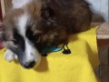 border-collie-small-2