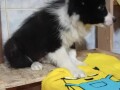 border-collie-small-3