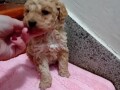 maltipoo-stenci-small-2