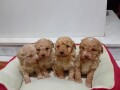 maltipoo-stenci-small-1