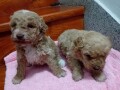 maltipoo-stenci-small-4