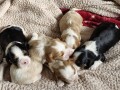 cavalier-king-charles-spaniel-stenci-small-2