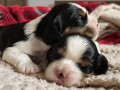 cavalier-king-charles-spaniel-stenci-small-0