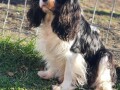 cavalier-king-charles-spaniel-stenci-small-3