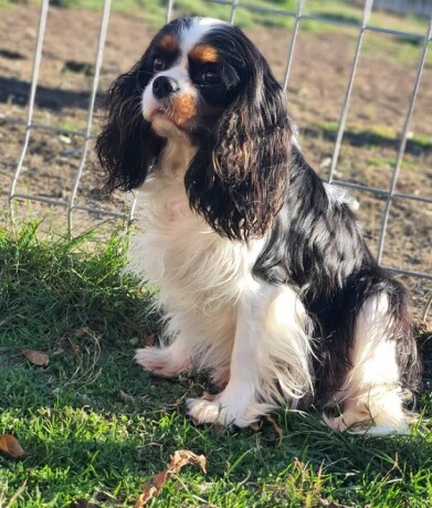 cavalier-king-charles-spaniel-stenci-big-3