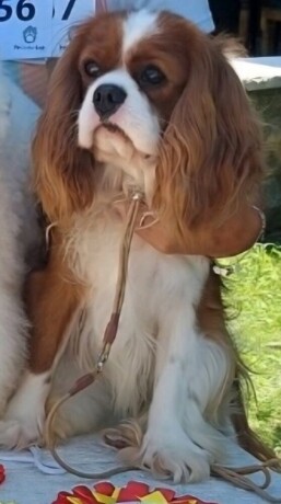 cavalier-king-charles-spaniel-stenci-big-4