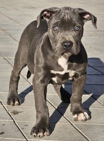 american-bully-xl-big-4