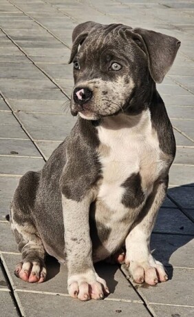 american-bully-xl-big-2