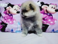 u-ponudi-musko-stene-pomeranac-boo-small-3