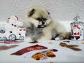 u-ponudi-musko-stene-pomeranac-boo-small-4