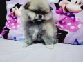 u-ponudi-musko-stene-pomeranac-boo-small-1