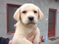 labrador-stenci-small-2