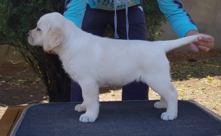 top-leglo-labradora-big-3