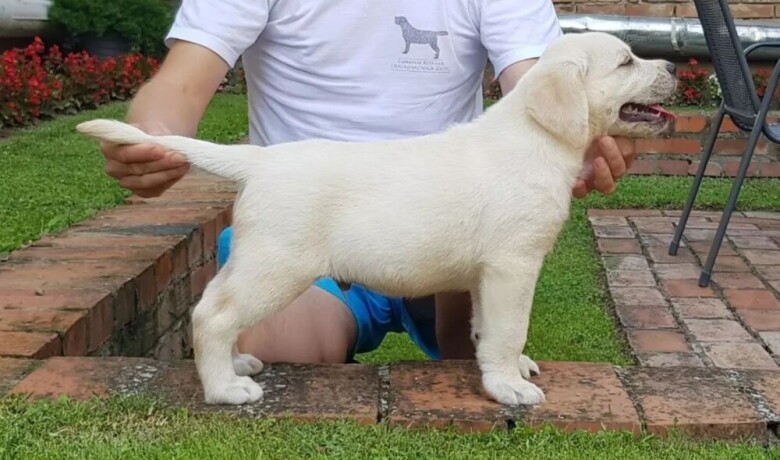 top-leglo-labradora-big-2