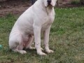 dogo-argentino-stenci-small-3