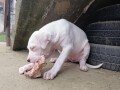 dogo-argentino-stenci-small-2