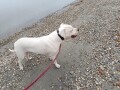 dogo-argentino-stenci-small-4