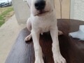 dogo-argentino-stenci-small-0