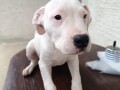 dogo-argentino-stenci-small-1