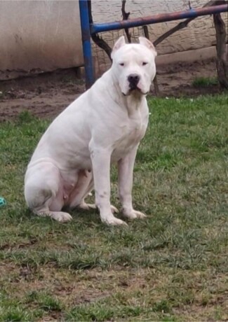 dogo-argentino-stenci-big-3