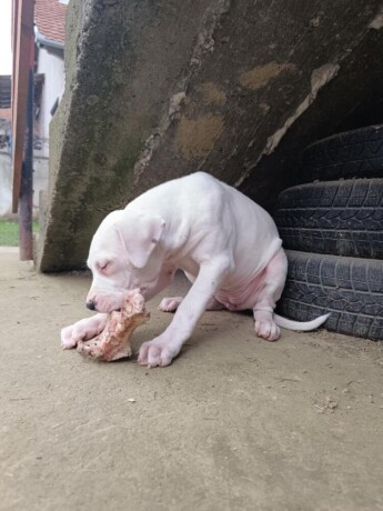 dogo-argentino-stenci-big-2