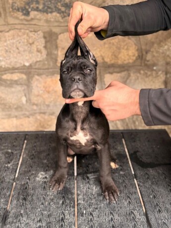 cane-corso-stenci-big-3