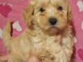 maltipoo-stenad-small-4