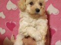 maltipoo-stenad-small-3