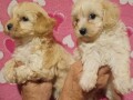 maltipoo-stenad-small-0