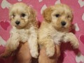 maltipoo-stenad-small-1