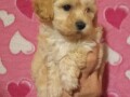 maltipoo-stenad-small-2