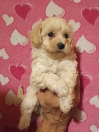 maltipoo-stenad-big-3