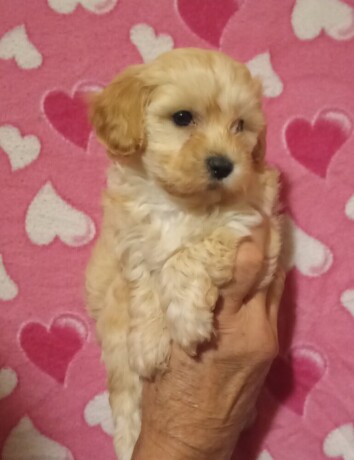 maltipoo-stenad-big-2