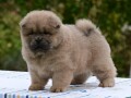 chow-chow-cau-cau-cau-cau-small-2