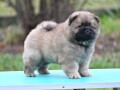 chow-chow-cau-cau-cau-cau-small-4