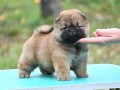 chow-chow-cau-cau-cau-cau-small-3