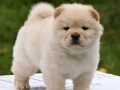 chow-chow-cau-cau-cau-cau-small-0