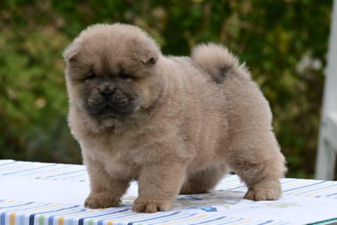 chow-chow-cau-cau-cau-cau-big-2