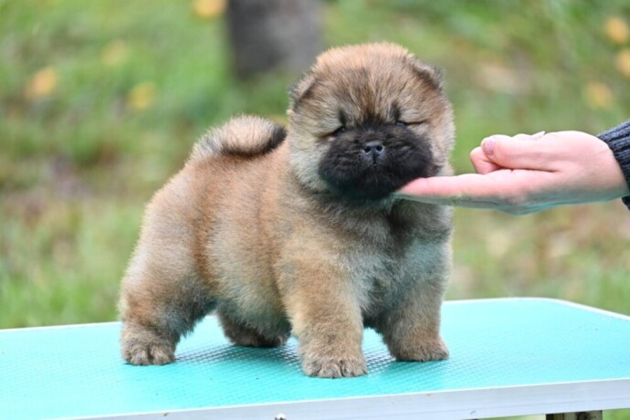 chow-chow-cau-cau-cau-cau-big-3