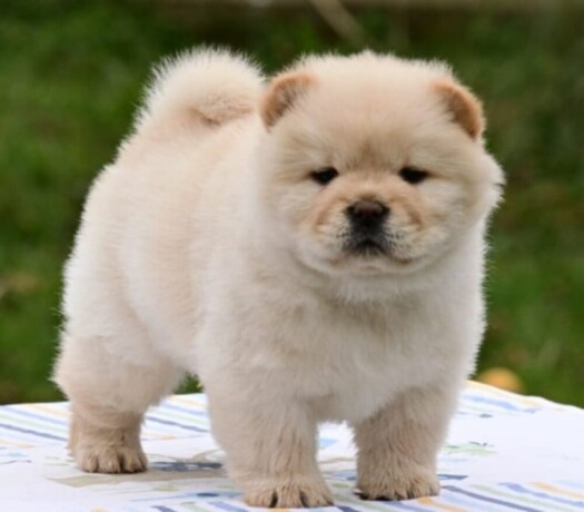 chow-chow-cau-cau-cau-cau-big-0