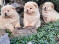 cau-cau-chow-chow-stenad-small-1