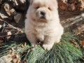 cau-cau-chow-chow-stenad-small-3