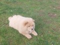 cau-cau-chow-chow-stenad-small-0