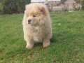 cau-cau-chow-chow-stenad-small-4