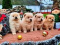 cau-cau-chow-chow-stenad-small-2