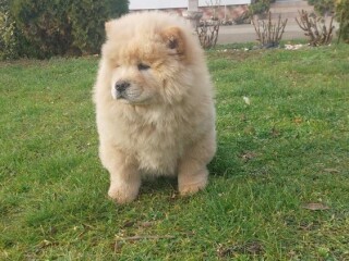 Cau cau Chow chow stenad