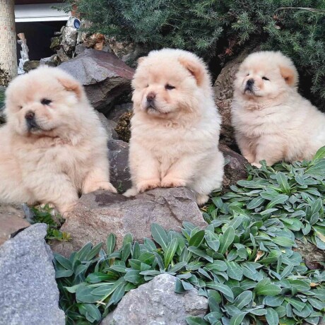 cau-cau-chow-chow-stenad-big-1