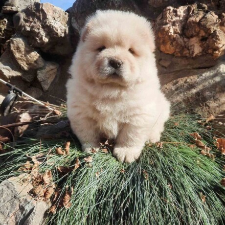 cau-cau-chow-chow-stenad-big-3